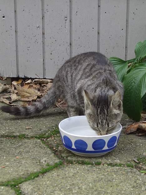 Blanding af racer Lille Mis (missemor) - oktober 2006 billede 4