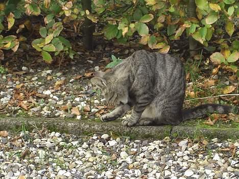 Blanding af racer Lille Mis (missemor) - oktober 2006 billede 5