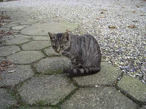 Blanding af racer Lille Mis (missemor) - oktober 2006 billede 6