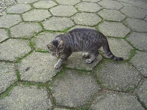 Blanding af racer Lille Mis (missemor) - oktober 2006 billede 7