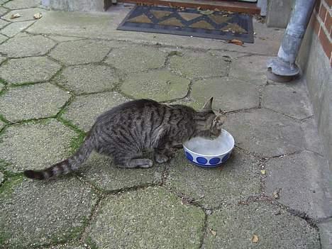 Blanding af racer Lille Mis (missemor) - oktober 2006 billede 8