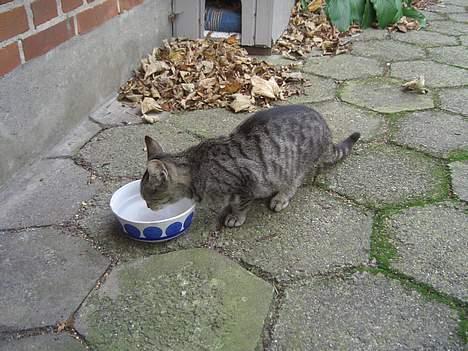 Blanding af racer Lille Mis (missemor) - oktober 2006 billede 9