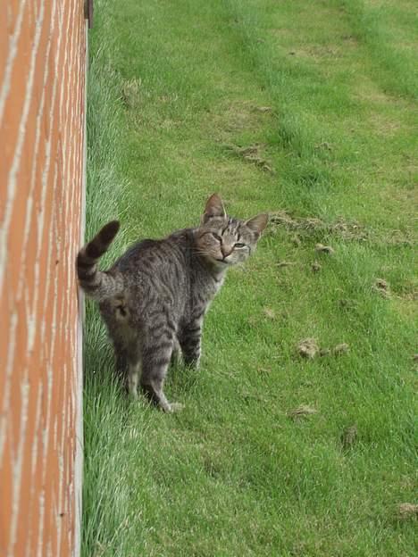 Blanding af racer Lille Mis (missemor) - oktober 2006 billede 10