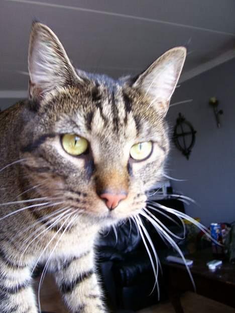 Huskat Bjarne - "Baby" - Mismand - Vi jager:[ billede 17