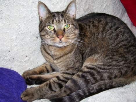 Huskat Bjarne - "Baby" - Mismand - Hvad laver du Far? billede 18