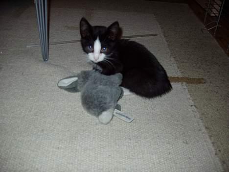 Huskat Ozzi - Jeg har ikke gjort noget, Mor! billede 14