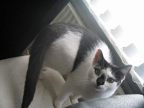 Huskat Missen billede 13