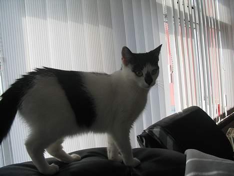 Huskat Missen billede 14