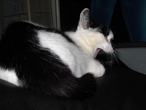 Huskat Missen billede 15