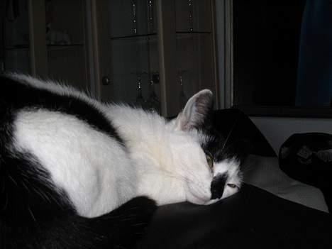 Huskat Missen billede 16