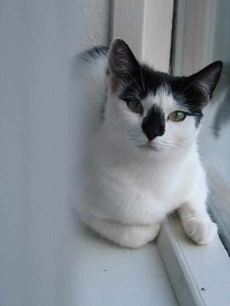 Huskat Missen billede 17