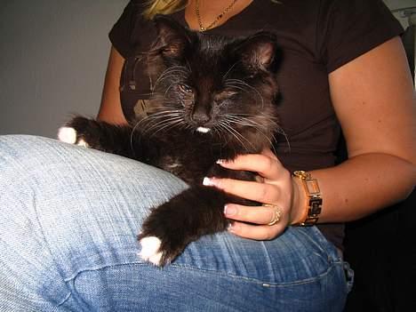 Norsk Skovkat Ragetti - Ligger lige og flader ud på mor´s skød.. billede 1