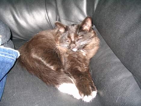 Norsk Skovkat Ragetti billede 2