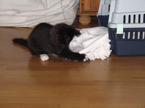 Norsk Skovkat Ragetti billede 3