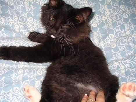 Norsk Skovkat Ragetti billede 4