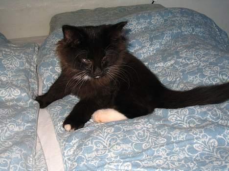 Norsk Skovkat Ragetti billede 5