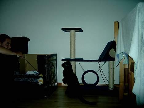 Huskat Angel #R.I.P# - her sidder jeg og venter på at min far gider at kaste pinden hen til mig. billede 14