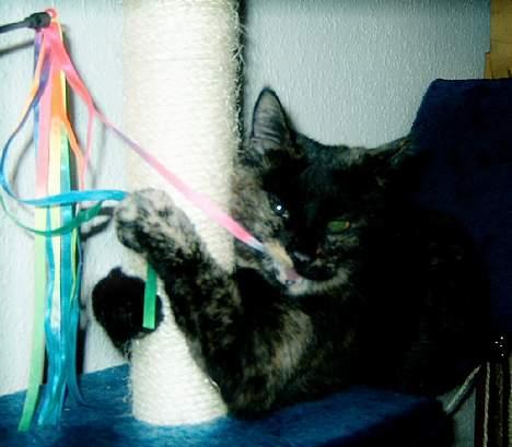 Huskat Angel #R.I.P# - mine øjene ser ikke sådanne ud normalt billede 15