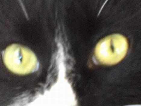 Blanding af racer Bettemus - bettes smukke øjne billede 2