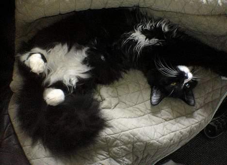 Blanding af racer Bettemus - Vi tager os da bare en lille lur ZZzzzZZZ billede 3