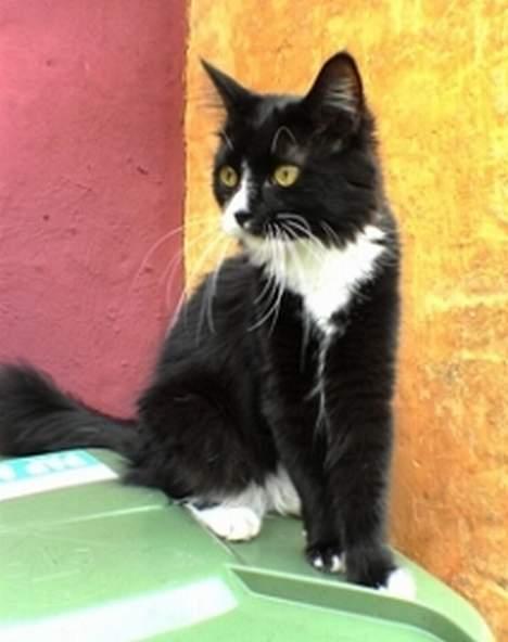 Blanding af racer Bettemus billede 1