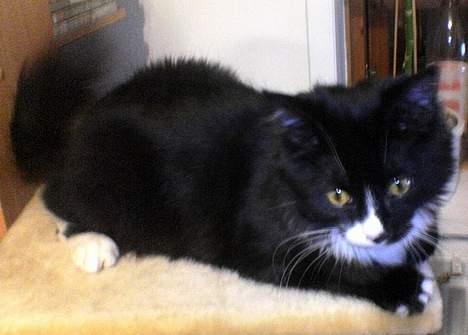 Blanding af racer Bettemus billede 4