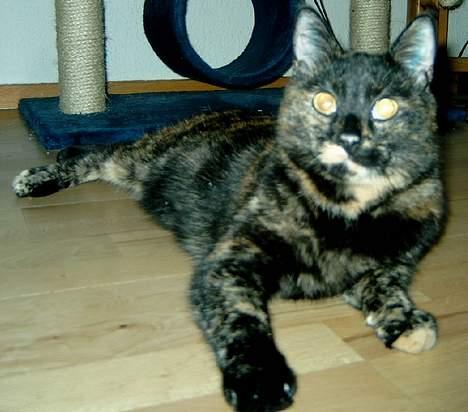 Huskat Angel #R.I.P# billede 16