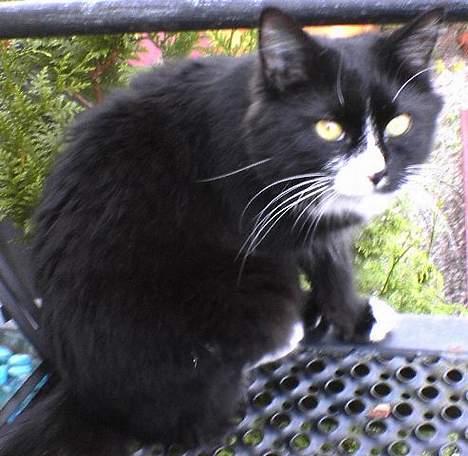 Blanding af racer Bettemus - bette på trappen ved vores gamle lejlighed billede 5