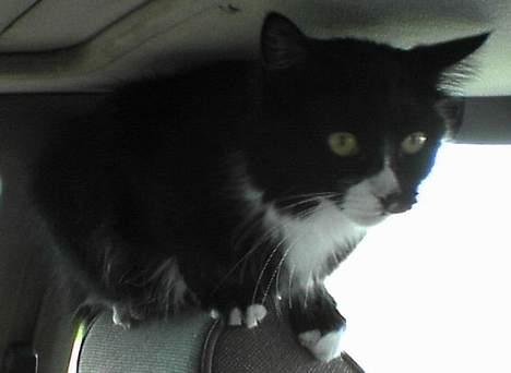 Blanding af racer Bettemus - bette inde i bilen billede 6