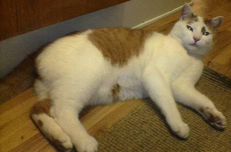 Huskat Bølle (ejerskifte) billede 1