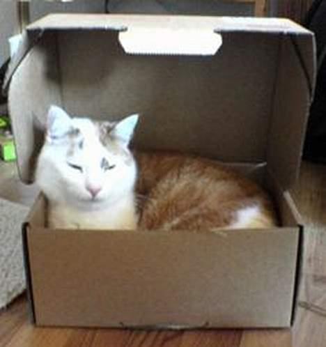 Huskat Bølle (ejerskifte) - hvor skal du sendes hen bølle? billede 2