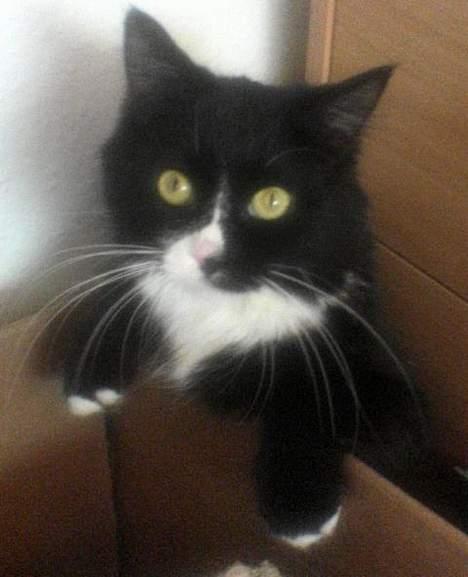 Blanding af racer Bettemus - Bette har det med små trænge steder *SS* billede 8