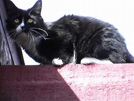 Blanding af racer Bettemus - Bette kan godt lide at kravle på taget billede 9