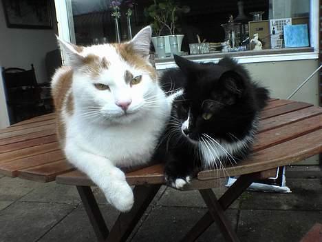 Huskat Bølle (ejerskifte) - Bølle og Bettemus billede 3