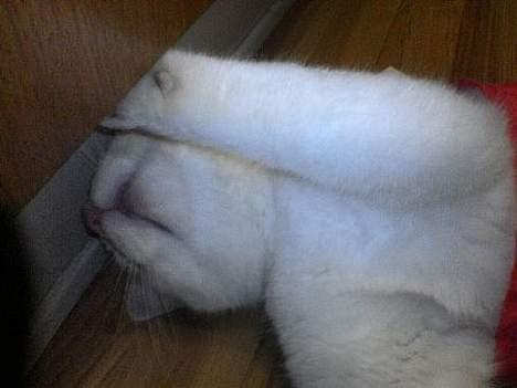 Huskat Bølle (ejerskifte) - Bølle leger i sin tunnel billede 4