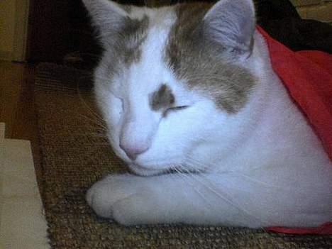 Huskat Bølle (ejerskifte) - bølle leger i sin tunnel billede 5