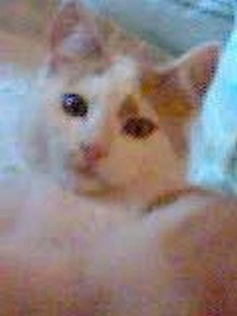 Huskat Bølle (ejerskifte) - dette er af bølle hvor han ca. er 4-5 mdr gammel billede 6