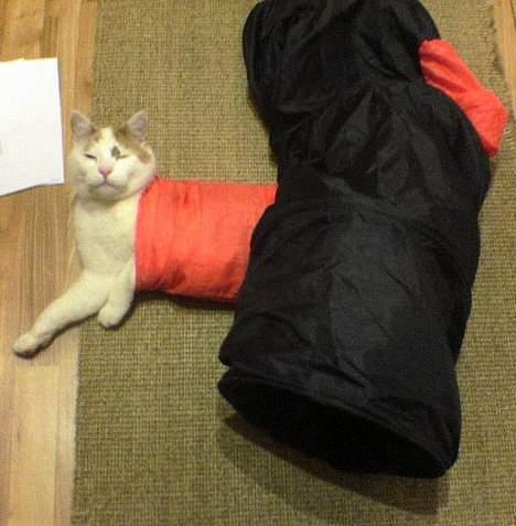 Huskat Bølle (ejerskifte) billede 7