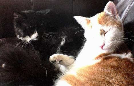 Huskat Bølle (ejerskifte) - bette og bølle ligger og nyder livet i sofaen billede 8