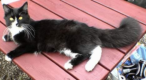 Blanding af racer Bettemus - Bette tager sig et vil på bordet billede 10