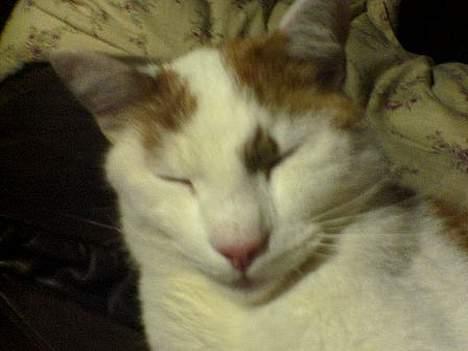 Huskat Bølle (ejerskifte) - bølle lukker altid øjene når han skal fotograferes billede 10