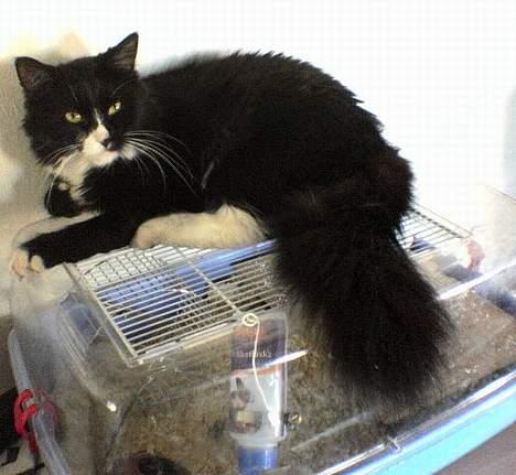 Blanding af racer Bettemus - Da jeg havde hamster skulle hun altid ligge oven på buret ved ikek hvorfor mend et gjorde hun. billede 11