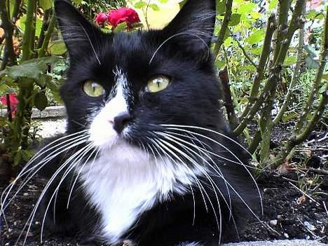 Blanding af racer Bettemus billede 12