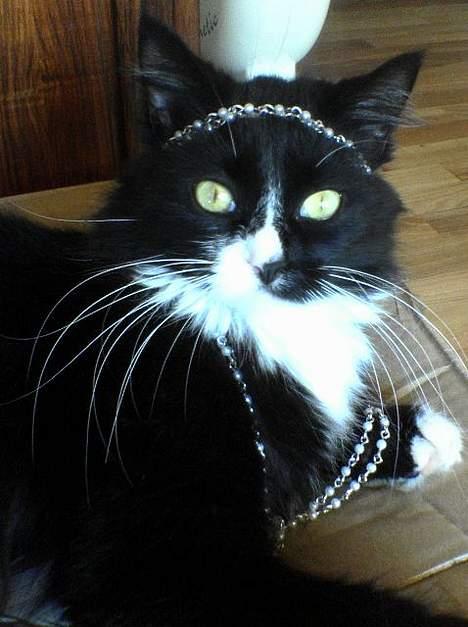 Blanding af racer Bettemus - hun er en primadonna den lille Bettemus billede 13