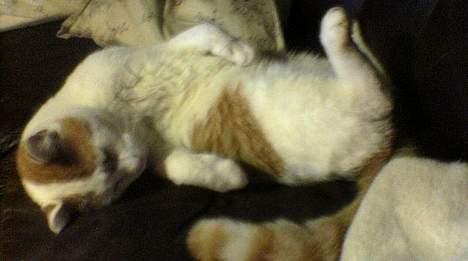 Huskat Bølle (ejerskifte) billede 11