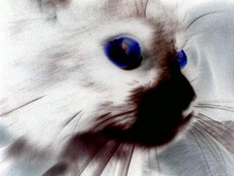 Blanding af racer Bettemus billede 14