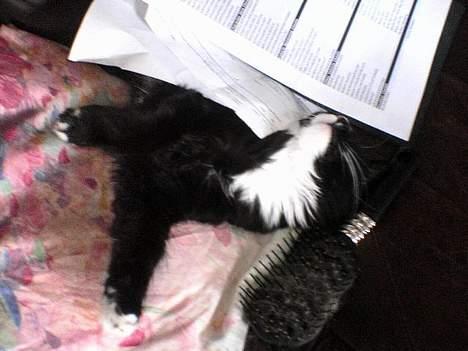 Blanding af racer Bettemus - Bette kan sove hvorsom helst billede 15