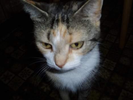 Huskat Rise billede 7