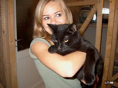 Huskat Kazpar - Kazpar er lidt træt efter at have leget med de andre katte billede 7