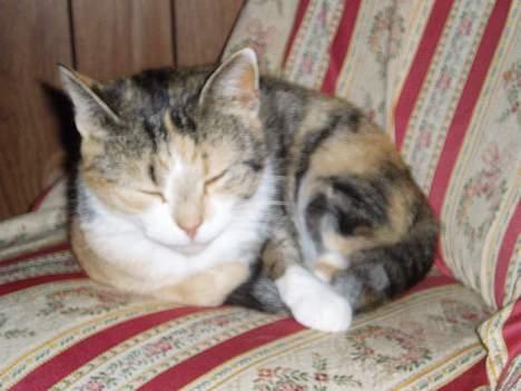 Huskat Rise - Putte sove... hihi billede 8